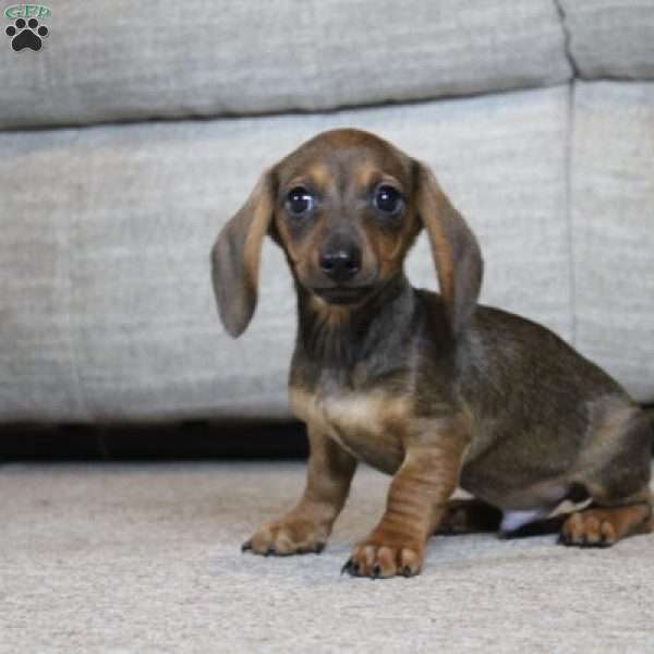 Finley, Dachshund Puppy